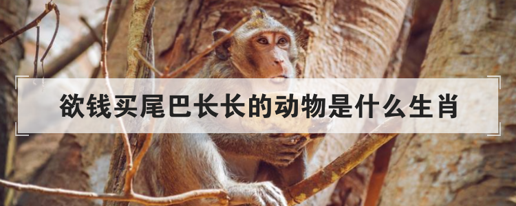 欲钱买尾巴长长的动物是什么生肖