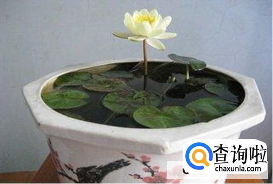 睡莲的种植方法