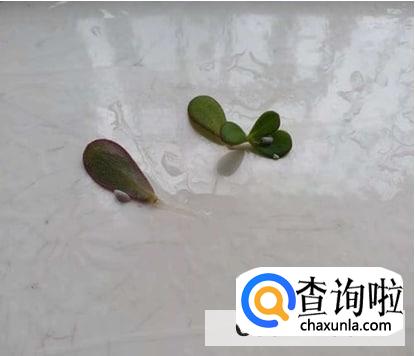 太阳花上的白色虫子有什么办法去除