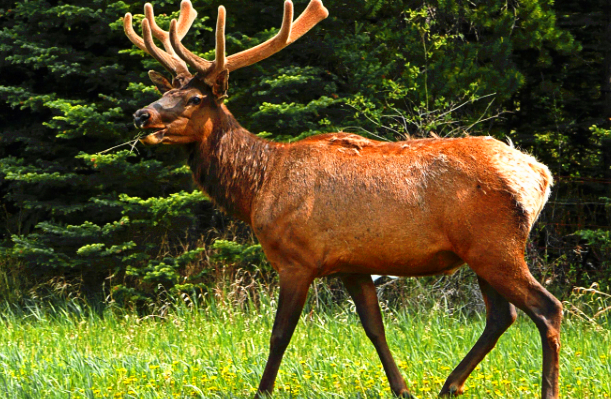 四不像是什么动物