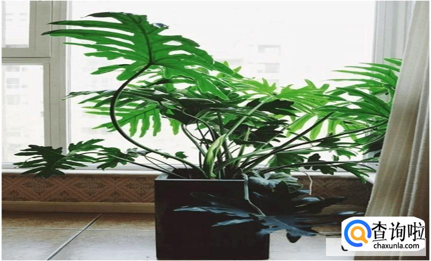 春羽怎么样才会更旺盛