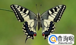 怎样区分蝴蝶和蛾子