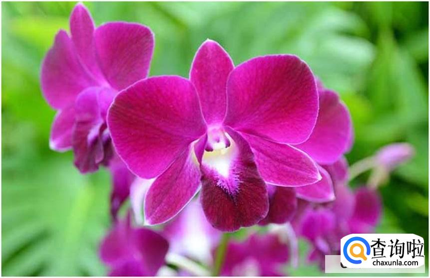 蝴蝶兰开花后有哪些注意事项