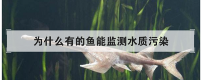 为什么有的鱼能监测水质污染