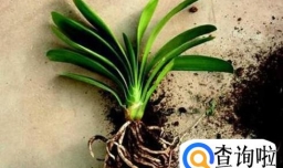 君子兰为什么会烂根？烂根了应该怎么办？