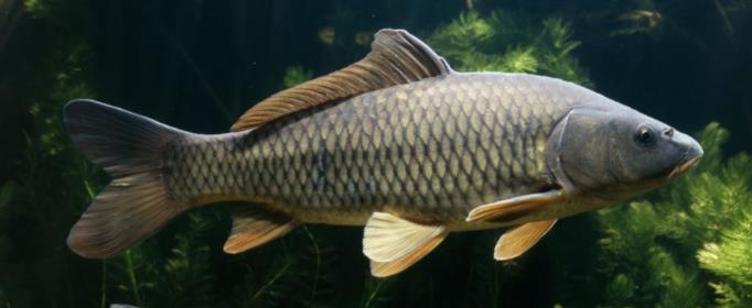 为什么鲤鱼的皮也可制革