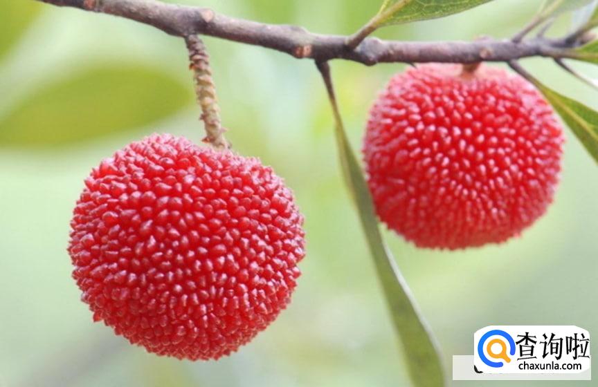 新鲜杨梅的购买技巧有哪些