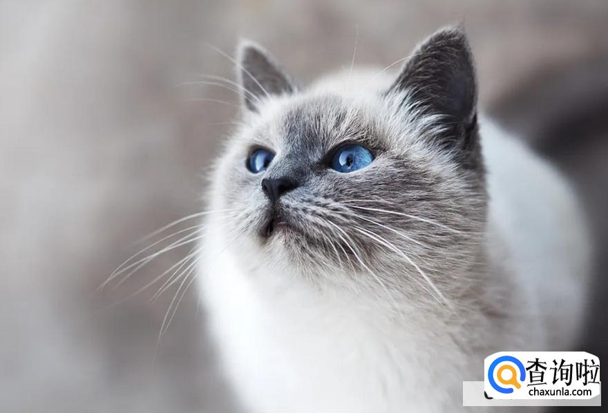 怎样预防猫咪生病