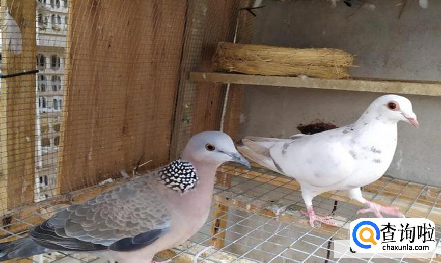 如何养鸽子它不飞走