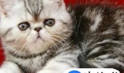 如何挑选好的加菲猫