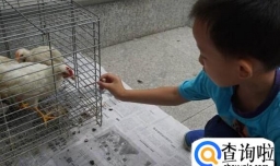 怎样养小鸡 小鸡怎么喂养