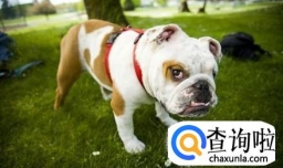 在狗狗眼里同类有美丑之分吗