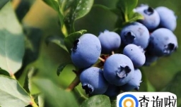 早餐吃哪些食物能提高一天的精神？