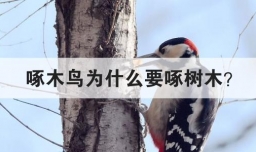 啄木鸟为什么要啄树木