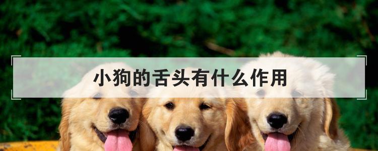 小狗的舌头有什么作用