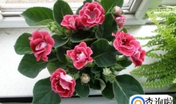 大岩桐的养殖方法和注意事项