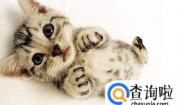 八个必须清楚的猫生活习性