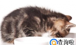 不同阶段的猫咪如何喂养