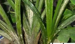 兰花叶子怎么发黑了呢