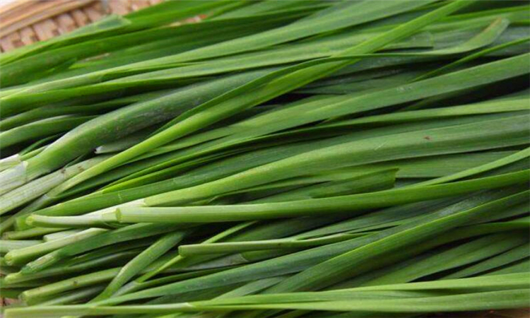 六月的韭菜为什么不能吃