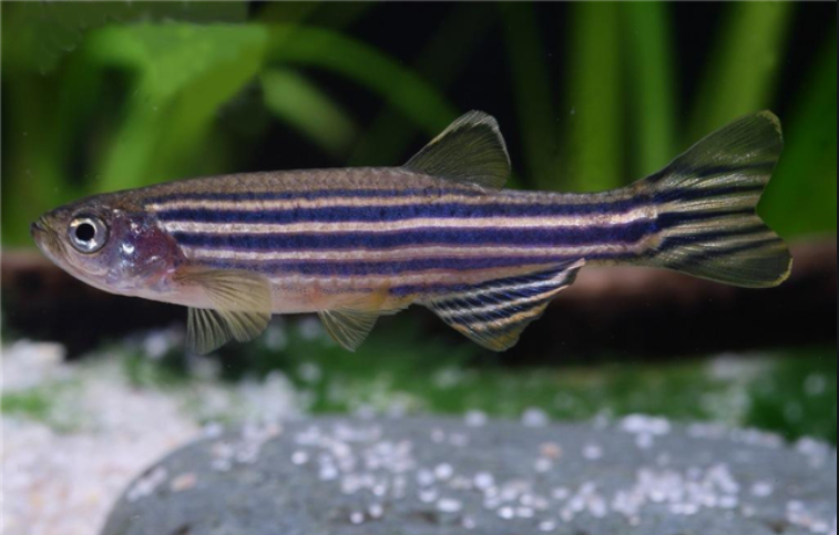 斑马鱼怎么养