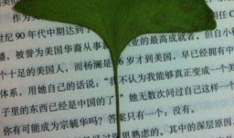 如何用银杏叶自制书签