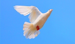 教堂的白鸽不会亲吻乌鸦是什么歌？