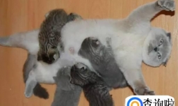 母猫怎么分娩的？