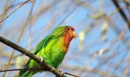 人工如何孵化鹦鹉蛋