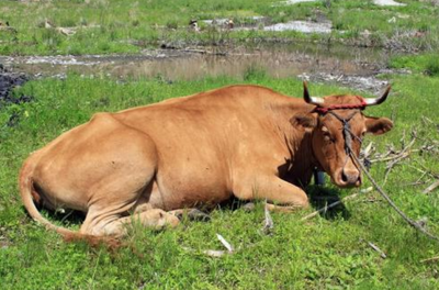 执牛耳是什么意思