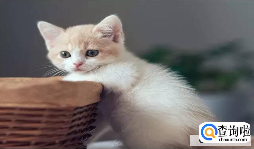 怎么去除家里的猫臭味