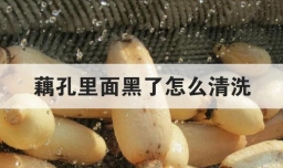 藕孔里面黑了怎么清洗