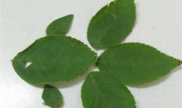 儿童手工树叶贴画