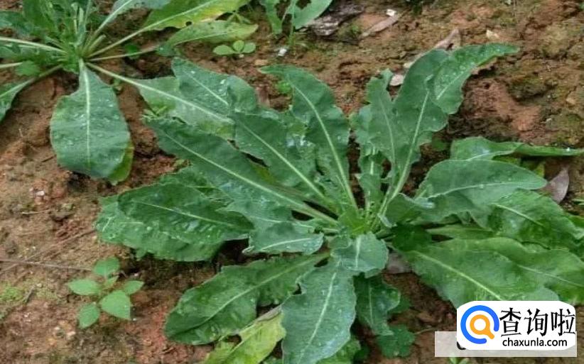 如何用中草药祛除过敏