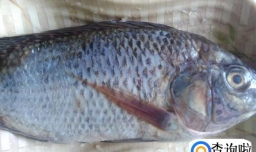 鱼肉饺子的做法