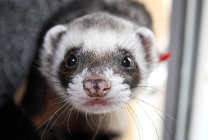 臭鼬喜欢吃什么食物