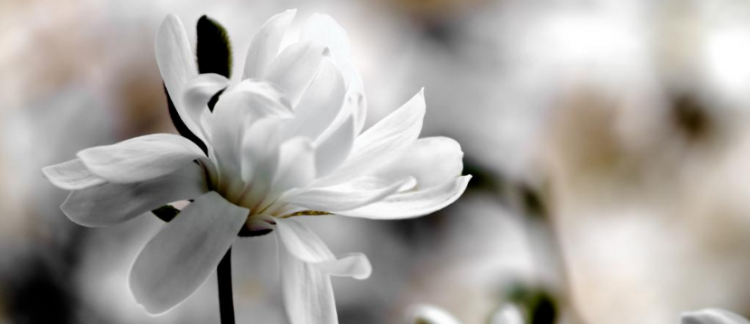 景物描写片段有哪些