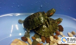 3种最适合懒人养的宠物