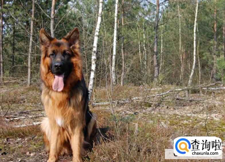 十大聪明狗狗都有哪几个