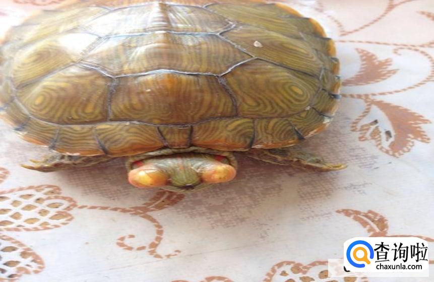 乌龟眼睛肿了该怎么治疗