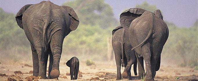 大象从不忘事的说法靠谱吗