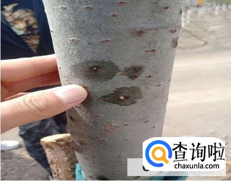 怎么防治杨树干枯病