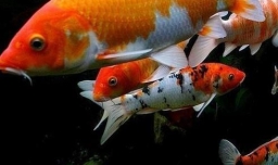 锦鲤烂嘴怎么办