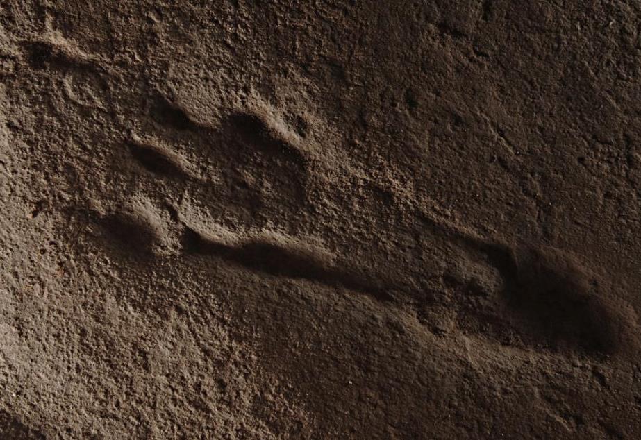 古生物的足迹为什么能成为一门学问