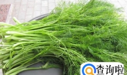 好吃的茴香饺子做法