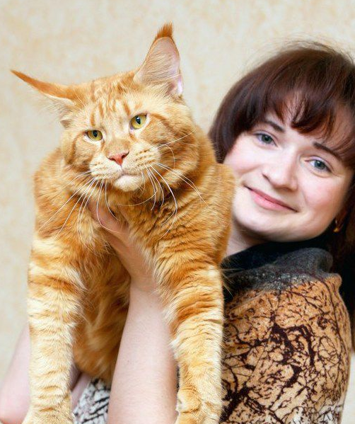 世界上最大的猫