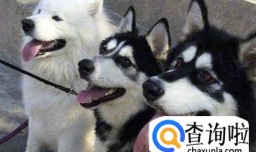 为什么萨摩耶犬, 阿拉斯加, 哈士奇是雪橇三傻