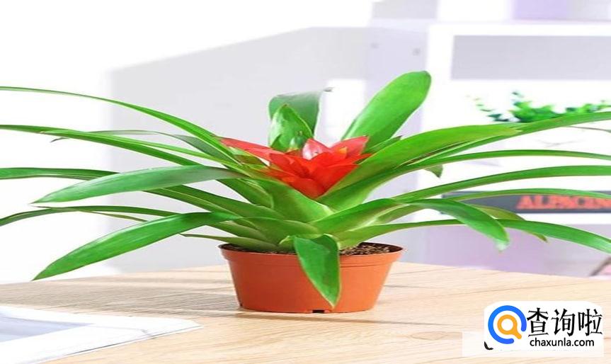 大花红星怎么养比较合适