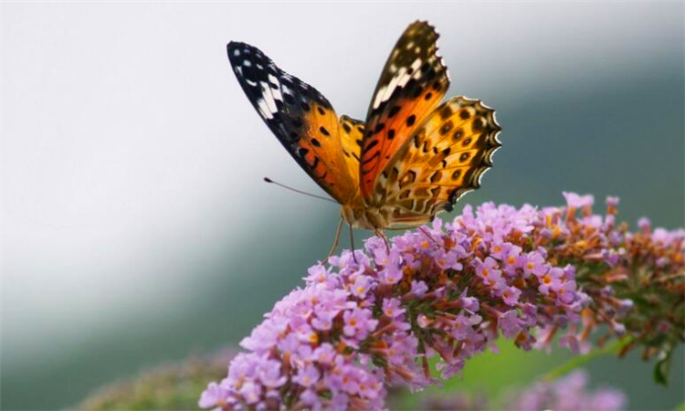 什么是蝴蝶效应