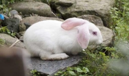 兔子低血糖怎么办